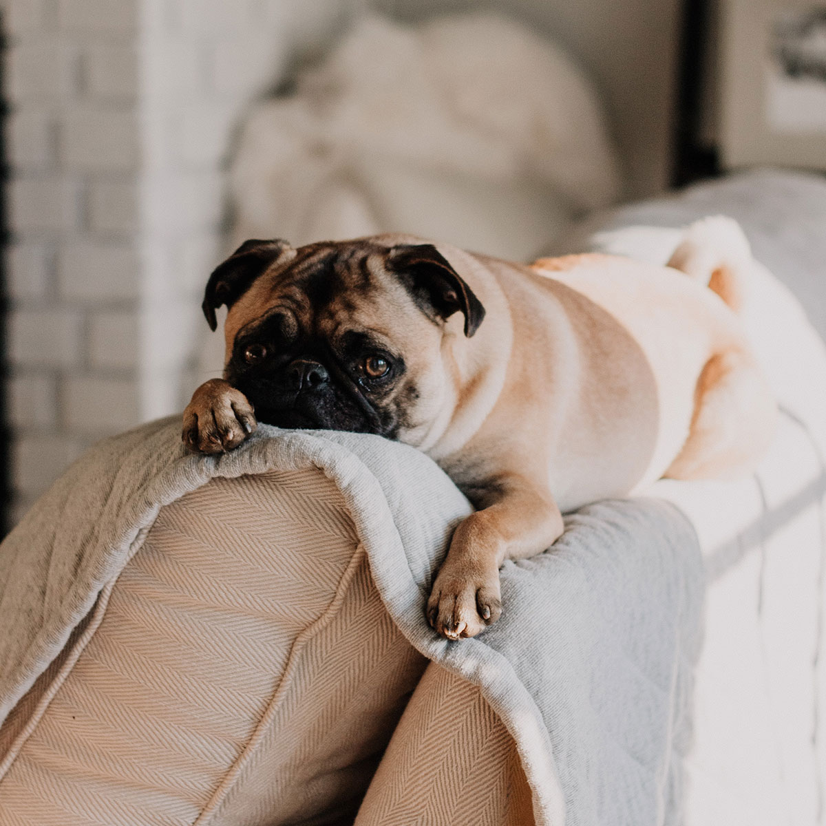 Dog Laying on Couch